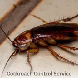 Cockroach Control